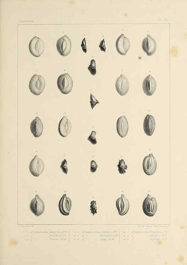 Reproducción/Reproduction 49552980696: Foraminifères fossiles du bassin tertiaire de Vienne (Autriche) :. Paris :Gide et Compe,1846.. 