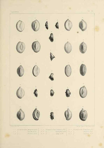 Reproducción/Reproduction 49552980696: Foraminifères fossiles du bassin tertiaire de Vienne (Autriche) :. Paris :Gide et Compe,1846.. 