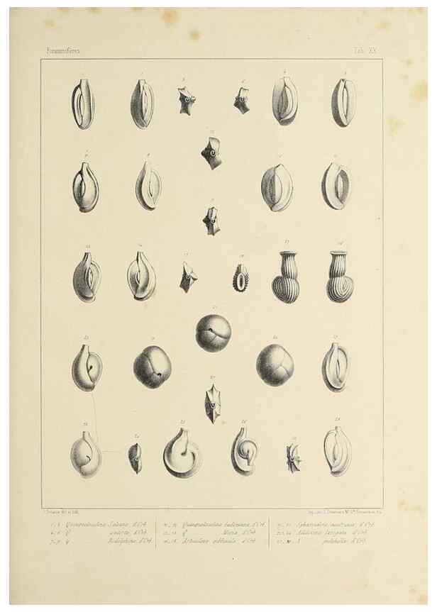 Reproducción/Reproduction 49552980961: Foraminifères fossiles du bassin tertiaire de Vienne (Autriche) :. Paris :Gide et Compe,1846.. 