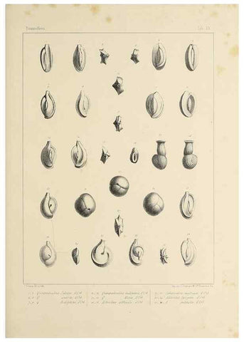 Reproducción/Reproduction 49552980961: Foraminifères fossiles du bassin tertiaire de Vienne (Autriche) :. Paris :Gide et Compe,1846.. 