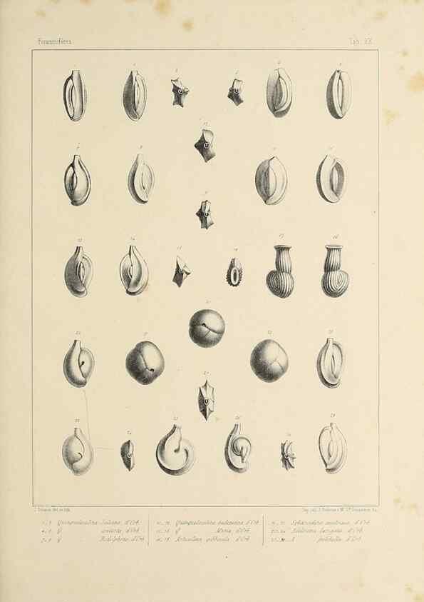 Reproducción/Reproduction 49552980961: Foraminifères fossiles du bassin tertiaire de Vienne (Autriche) :. Paris :Gide et Compe,1846.. 