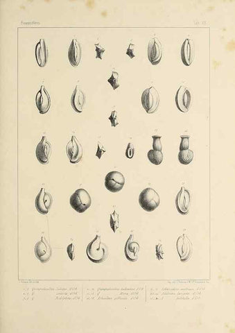 Reproducción/Reproduction 49552980961: Foraminifères fossiles du bassin tertiaire de Vienne (Autriche) :. Paris :Gide et Compe,1846.. 