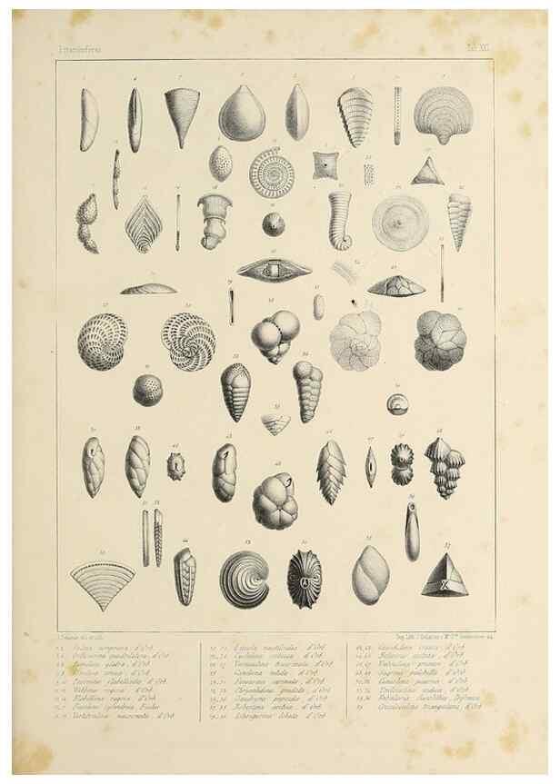 Reproducción/Reproduction 49552485498: Foraminifères fossiles du bassin tertiaire de Vienne (Autriche) :. Paris :Gide et Compe,1846.. 