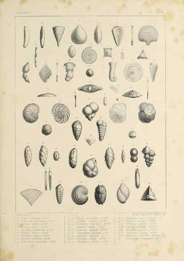 Reproducción/Reproduction 49552485498: Foraminifères fossiles du bassin tertiaire de Vienne (Autriche) :. Paris :Gide et Compe,1846.. 