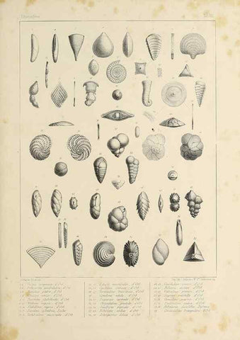 Reproducción/Reproduction 49552485498: Foraminifères fossiles du bassin tertiaire de Vienne (Autriche) :. Paris :Gide et Compe,1846.. 