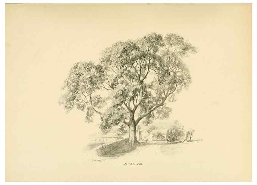 Reproducción/Reproduction 49552952438: British trees /. London :Hutchinson,1907.. 
