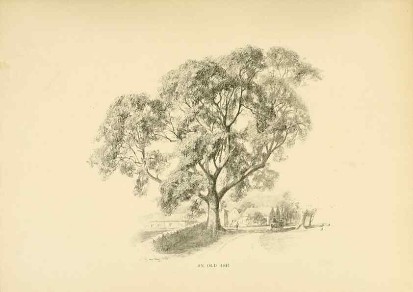 Reproducción/Reproduction 49552952438: British trees /. London :Hutchinson,1907.. 