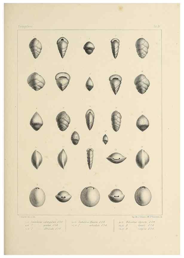 Reproducción/Reproduction 49552979611: Foraminifères fossiles du bassin tertiaire de Vienne (Autriche) :. Paris :Gide et Compe,1846.. 