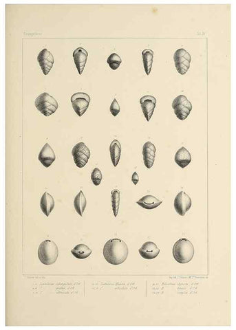 Reproducción/Reproduction 49552979611: Foraminifères fossiles du bassin tertiaire de Vienne (Autriche) :. Paris :Gide et Compe,1846.. 
