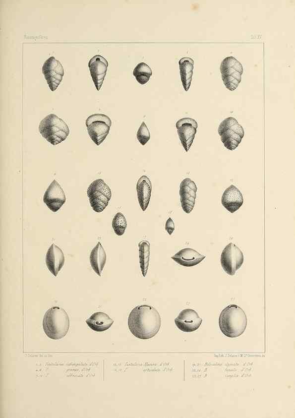 Reproducción/Reproduction 49552979611: Foraminifères fossiles du bassin tertiaire de Vienne (Autriche) :. Paris :Gide et Compe,1846.. 