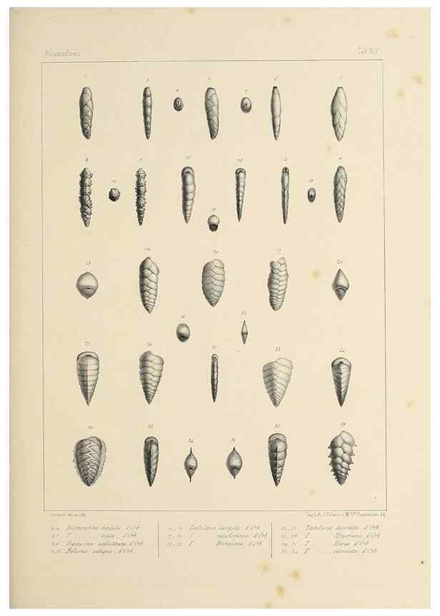 Reproducción/Reproduction 49553223367: Foraminifères fossiles du bassin tertiaire de Vienne (Autriche) :. Paris :Gide et Compe,1846.. 
