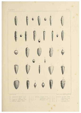 Reproducción/Reproduction 49553223367: Foraminifères fossiles du bassin tertiaire de Vienne (Autriche) :. Paris :Gide et Compe,1846.. 