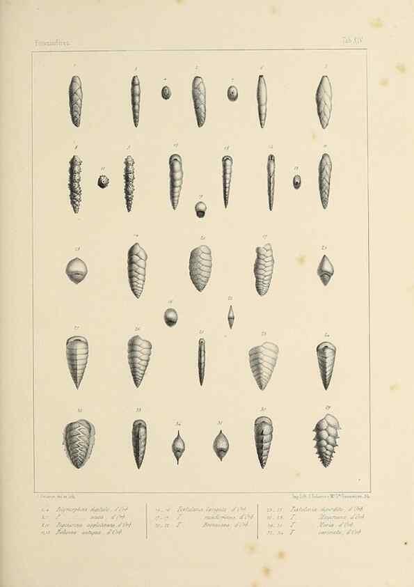 Reproducción/Reproduction 49553223367: Foraminifères fossiles du bassin tertiaire de Vienne (Autriche) :. Paris :Gide et Compe,1846.. 