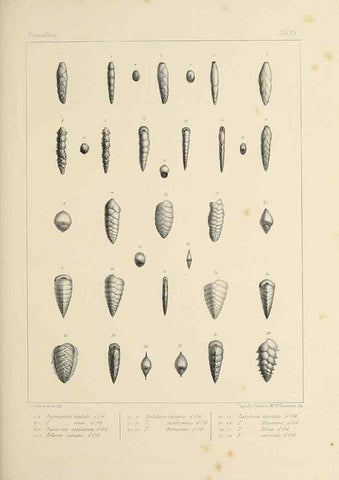 Reproducción/Reproduction 49553223367: Foraminifères fossiles du bassin tertiaire de Vienne (Autriche) :. Paris :Gide et Compe,1846.. 