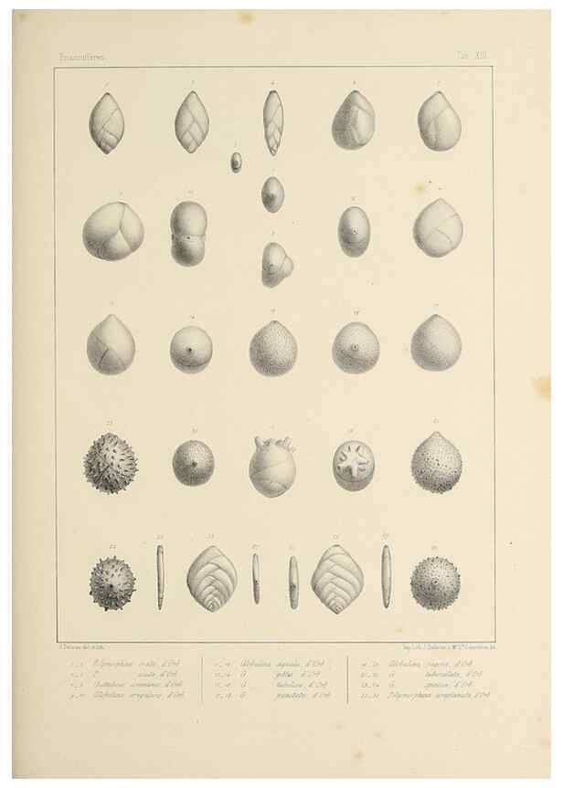 Reproducción/Reproduction 49553223087: Foraminifères fossiles du bassin tertiaire de Vienne (Autriche) :. Paris :Gide et Compe,1846.. 