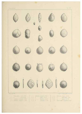 Reproducción/Reproduction 49553223087: Foraminifères fossiles du bassin tertiaire de Vienne (Autriche) :. Paris :Gide et Compe,1846.. 