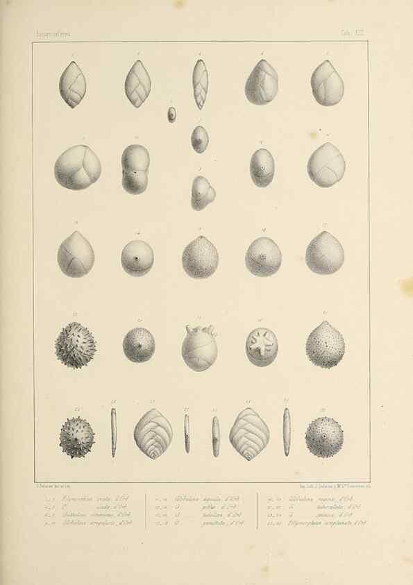 Reproducción/Reproduction 49553223087: Foraminifères fossiles du bassin tertiaire de Vienne (Autriche) :. Paris :Gide et Compe,1846.. 