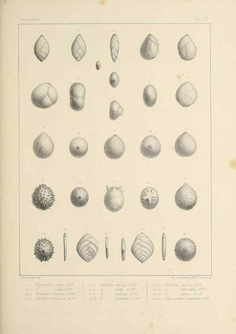 Reproducción/Reproduction 49553223087: Foraminifères fossiles du bassin tertiaire de Vienne (Autriche) :. Paris :Gide et Compe,1846.. 