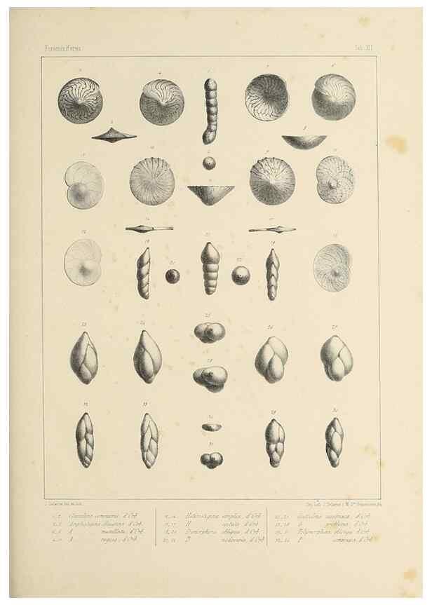 Reproducción/Reproduction 49552978716: Foraminifères fossiles du bassin tertiaire de Vienne (Autriche) :. Paris :Gide et Compe,1846.. 