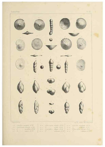 Reproducción/Reproduction 49552978716: Foraminifères fossiles du bassin tertiaire de Vienne (Autriche) :. Paris :Gide et Compe,1846.. 
