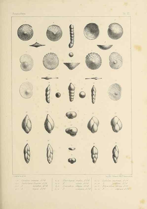Reproducción/Reproduction 49552978716: Foraminifères fossiles du bassin tertiaire de Vienne (Autriche) :. Paris :Gide et Compe,1846.. 