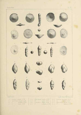 Reproducción/Reproduction 49552978716: Foraminifères fossiles du bassin tertiaire de Vienne (Autriche) :. Paris :Gide et Compe,1846.. 