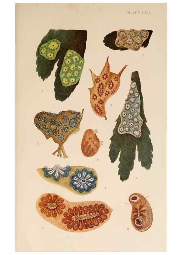 Reproducción/Reproduction 49552453487: The British Tunicata;. London,Printed for the Ray society,1905-12.. 
