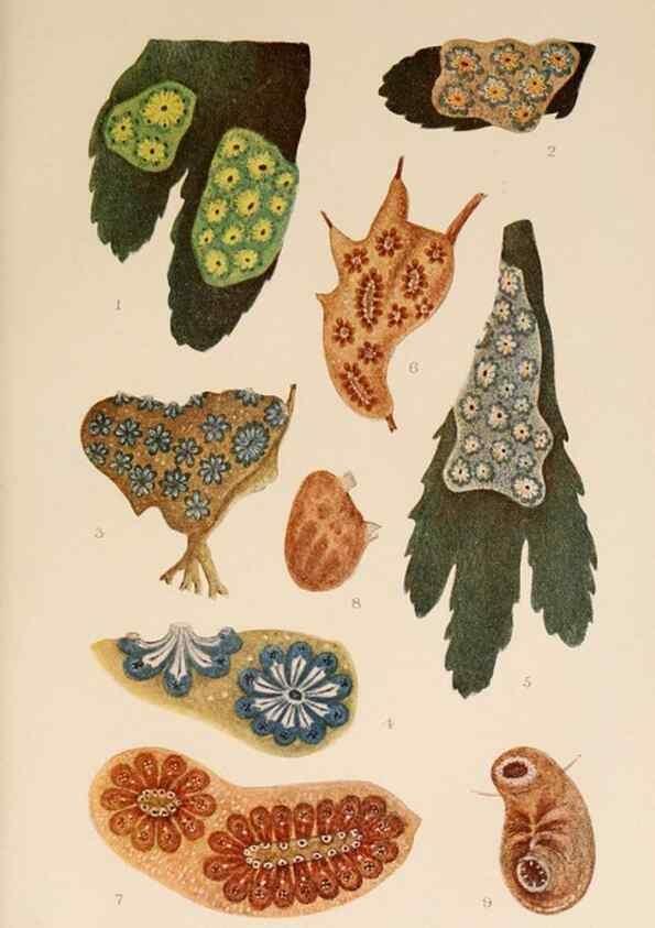 Reproducción/Reproduction 49552453487: The British Tunicata;. London,Printed for the Ray society,1905-12.. 