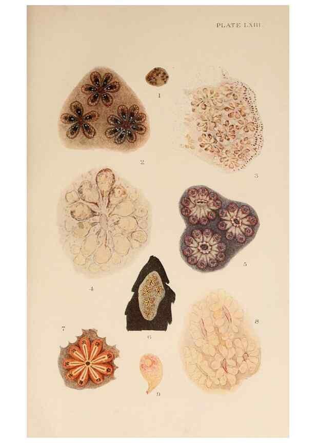 Reproducción/Reproduction 49552453727: The British Tunicata;. London,Printed for the Ray society,1905-12.. 