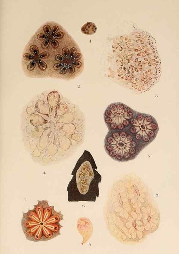 Reproducción/Reproduction 49552453727: The British Tunicata;. London,Printed for the Ray society,1905-12.. 