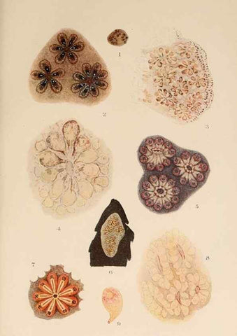 Reproducción/Reproduction 49552453727: The British Tunicata;. London,Printed for the Ray society,1905-12.. 