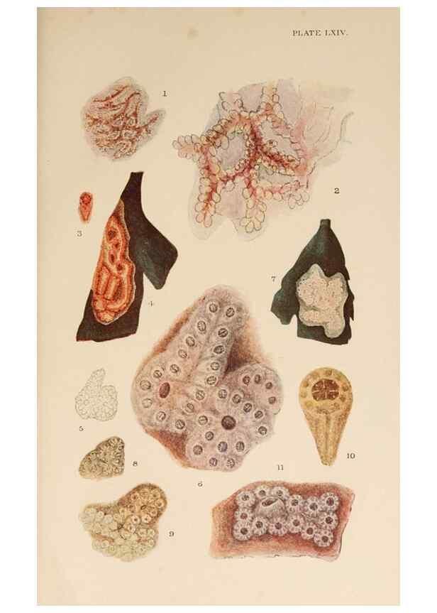 Reproducción/Reproduction 49552453947: The British Tunicata;. London,Printed for the Ray society,1905-12.. 