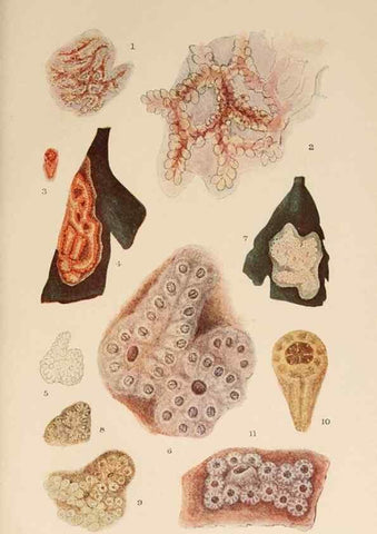 Reproducción/Reproduction 49552453947: The British Tunicata;. London,Printed for the Ray society,1905-12.. 