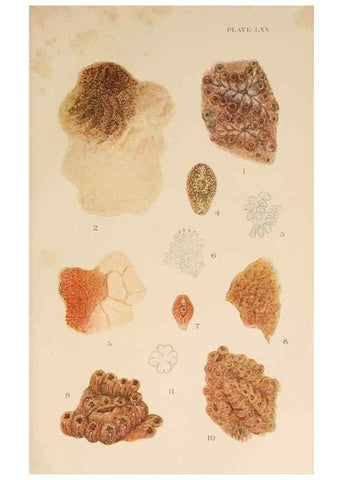 Reproducción/Reproduction 49552217326: The British Tunicata;. London,Printed for the Ray society,1905-12.. 