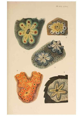 Reproducción/Reproduction 49552454307: The British Tunicata;. London,Printed for the Ray society,1905-12.. 
