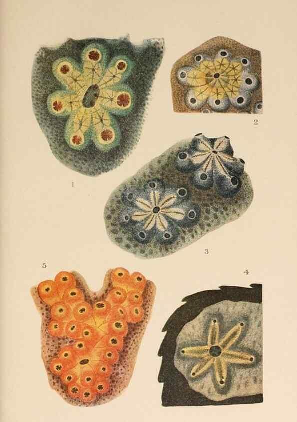 Reproducción/Reproduction 49552454307: The British Tunicata;. London,Printed for the Ray society,1905-12.. 