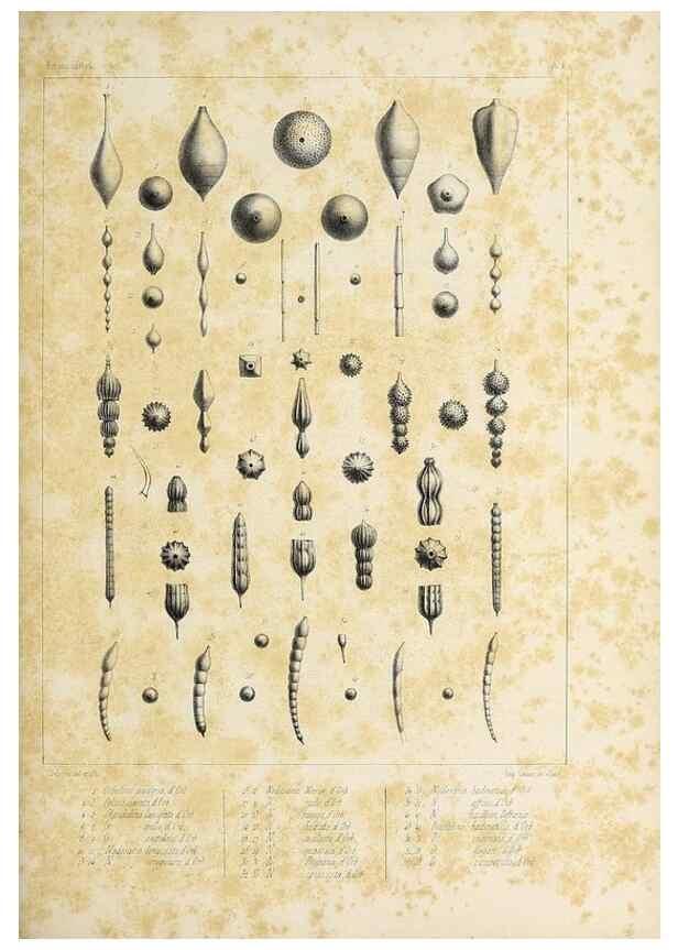 Reproducción/Reproduction 49552975801: Foraminifères fossiles du bassin tertiaire de Vienne (Autriche) :. Paris :Gide et Compe,1846.. 