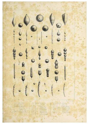Reproducción/Reproduction 49552975801: Foraminifères fossiles du bassin tertiaire de Vienne (Autriche) :. Paris :Gide et Compe,1846.. 