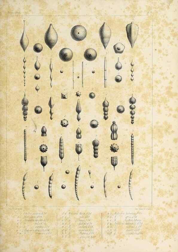 Reproducción/Reproduction 49552975801: Foraminifères fossiles du bassin tertiaire de Vienne (Autriche) :. Paris :Gide et Compe,1846.. 