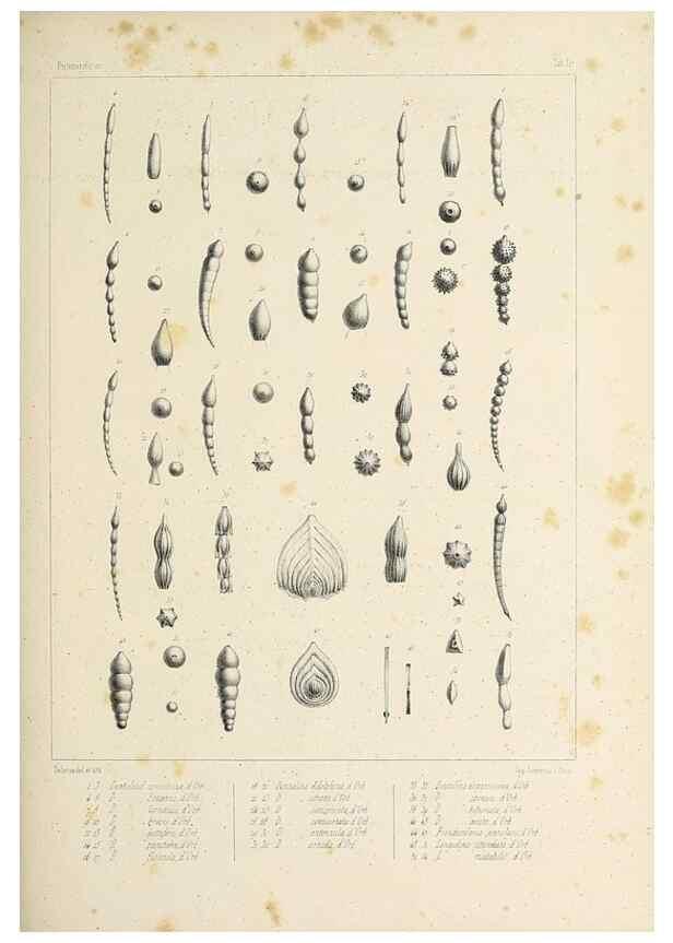Reproducción/Reproduction 49552480293: Foraminifères fossiles du bassin tertiaire de Vienne (Autriche) :. Paris :Gide et Compe,1846.. 