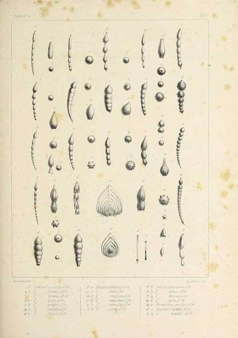 Reproducción/Reproduction 49552480293: Foraminifères fossiles du bassin tertiaire de Vienne (Autriche) :. Paris :Gide et Compe,1846.. 