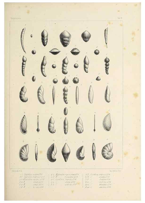 Reproducción/Reproduction 49553220247: Foraminifères fossiles du bassin tertiaire de Vienne (Autriche) :. Paris :Gide et Compe,1846.. 