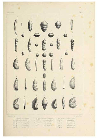 Reproducción/Reproduction 49553220247: Foraminifères fossiles du bassin tertiaire de Vienne (Autriche) :. Paris :Gide et Compe,1846.. 