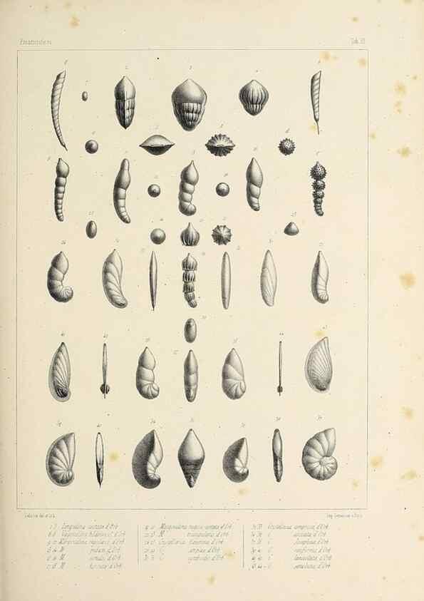 Reproducción/Reproduction 49553220247: Foraminifères fossiles du bassin tertiaire de Vienne (Autriche) :. Paris :Gide et Compe,1846.. 