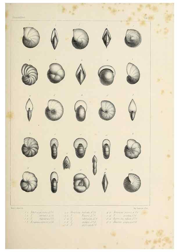Reproducción/Reproduction 49553220777: Foraminifères fossiles du bassin tertiaire de Vienne (Autriche) :. Paris :Gide et Compe,1846.. 