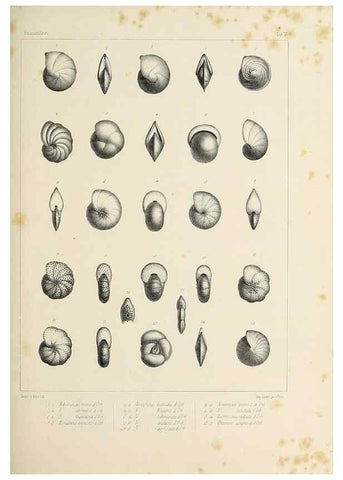Reproducción/Reproduction 49553220777: Foraminifères fossiles du bassin tertiaire de Vienne (Autriche) :. Paris :Gide et Compe,1846.. 