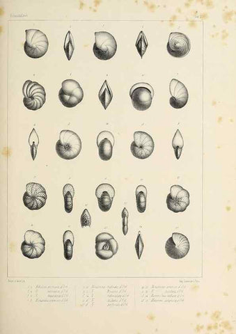Reproducción/Reproduction 49553220777: Foraminifères fossiles du bassin tertiaire de Vienne (Autriche) :. Paris :Gide et Compe,1846.. 