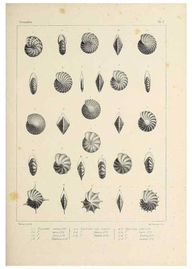 Reproducción/Reproduction 49553221037: Foraminifères fossiles du bassin tertiaire de Vienne (Autriche) :. Paris :Gide et Compe,1846.. 