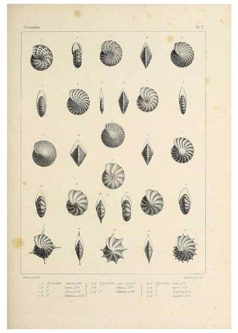 Reproducción/Reproduction 49553221037: Foraminifères fossiles du bassin tertiaire de Vienne (Autriche) :. Paris :Gide et Compe,1846.. 