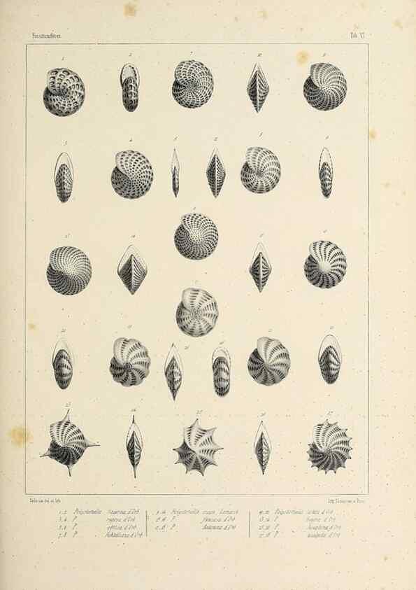 Reproducción/Reproduction 49553221037: Foraminifères fossiles du bassin tertiaire de Vienne (Autriche) :. Paris :Gide et Compe,1846.. 